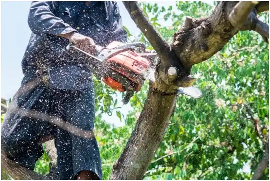tree services Sun Prairie
